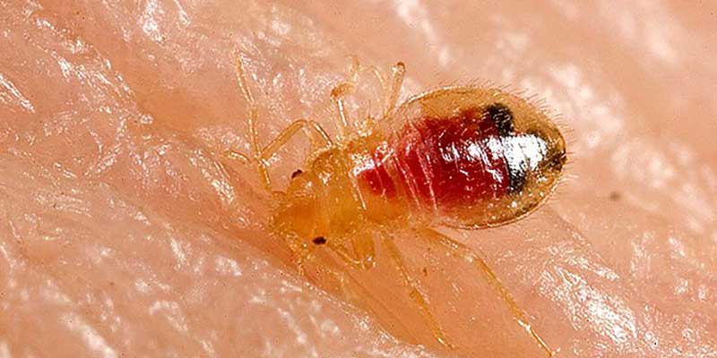 Get Rid of Bed Bugs | Bed Bug Removal | Essex Pest Control