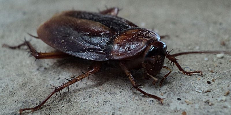 Essex pest control cockroach