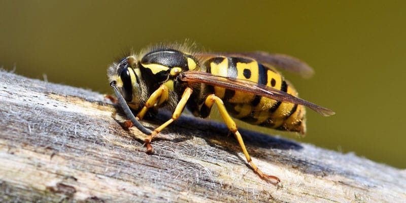 wasp control essex